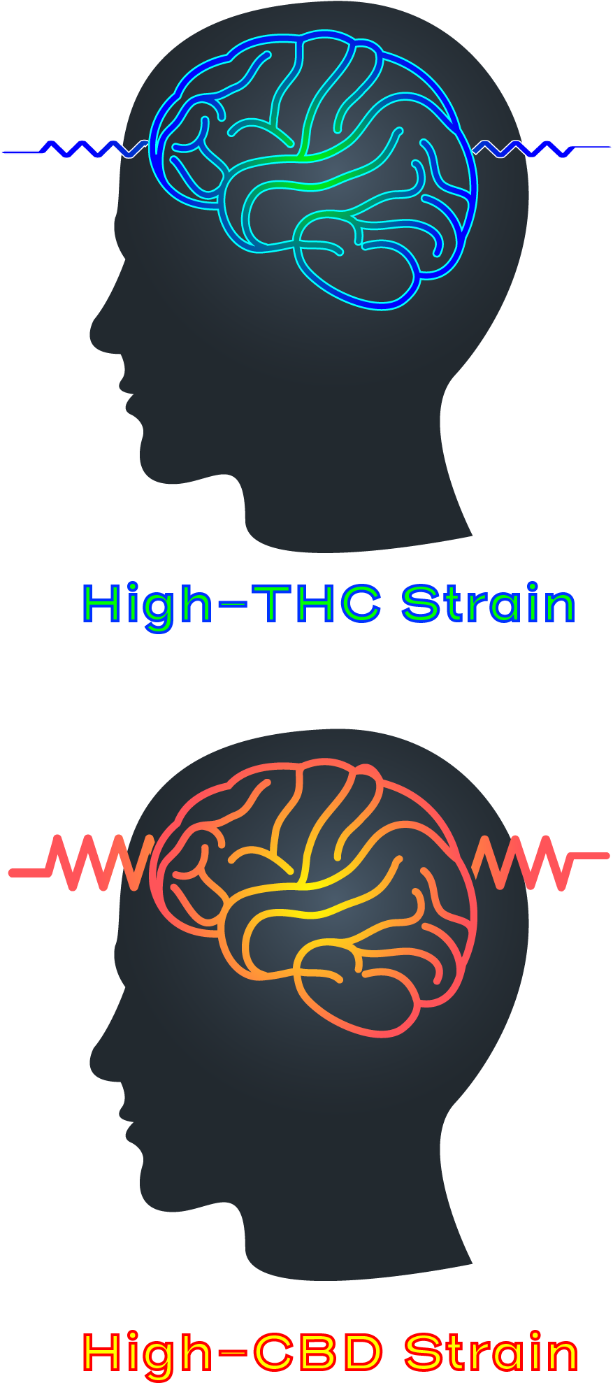 High Thc High Cbd Strain Epilepsy Seizure - Epilepsy (1242x2208)