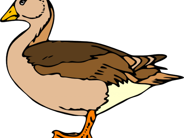 Swimming Clipart Goose - Duck Clip Art (640x480)