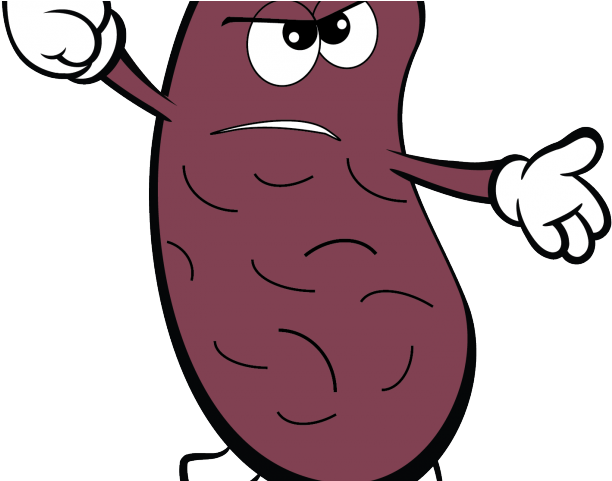 Organs Clipart Kidney - Kidney Bean Cartoon (640x480)
