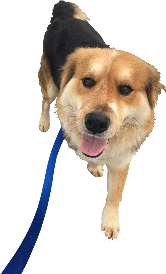 Clip Art Dog Walking Our Walkers - Dog Walking Png (750x1000)