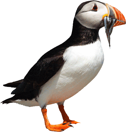 Barbara's Bakery Adopt A Snackimal - Atlantic Puffin (445x466)