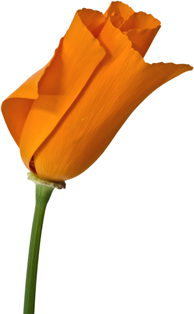 California Poppy Clip Art Free - Tulip (502x700)