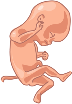 Clip Art Image Of A Fetus At 20 Weeks With Transparent - Illustration (500x498)