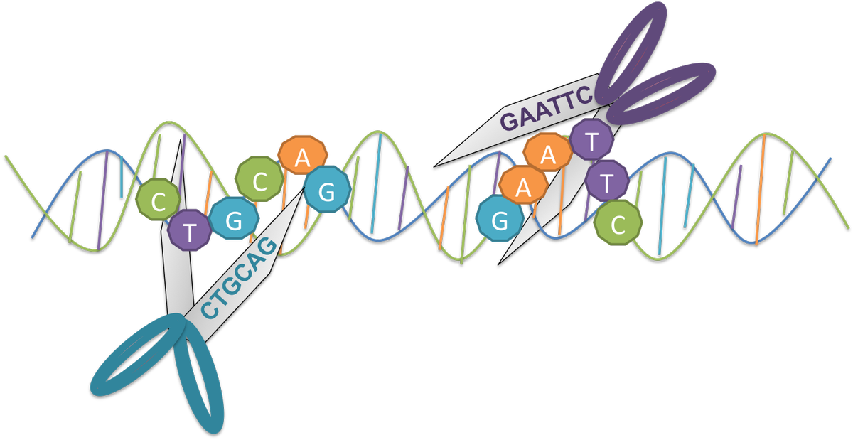 We Only Caught On A Few Decades Ago Https - Restriction Enzymes Molecular Scissor (1200x619)