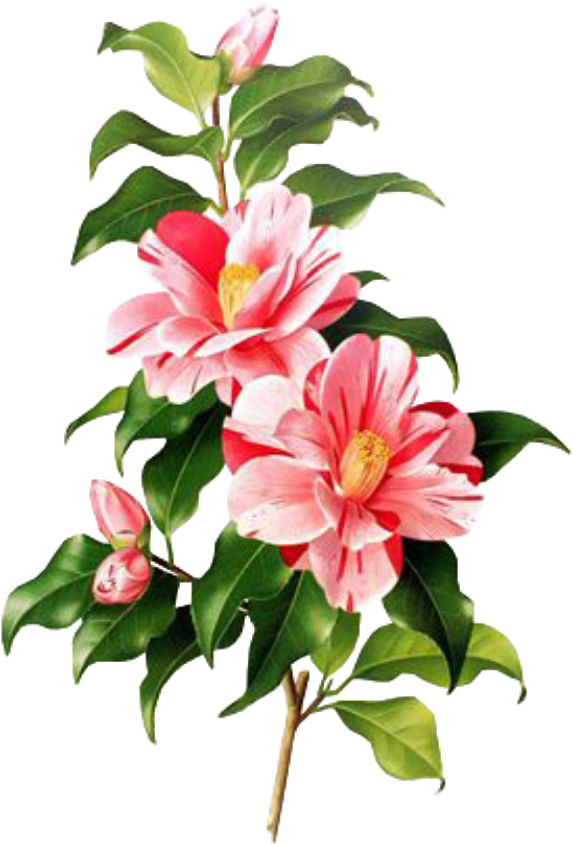 Flower Pink Spring Png Overlay Free Edits Edit Kpopedit - Camellia Botanical Print (1024x1024)