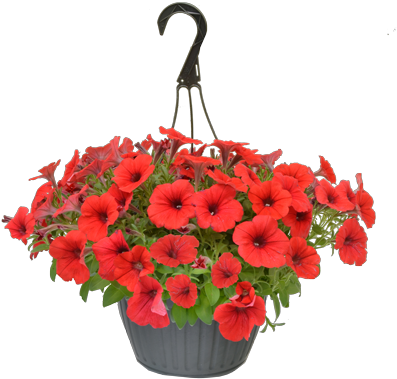 Flowers Baskets Clipart Best - Flowers Baskets Clipart Best (432x432)