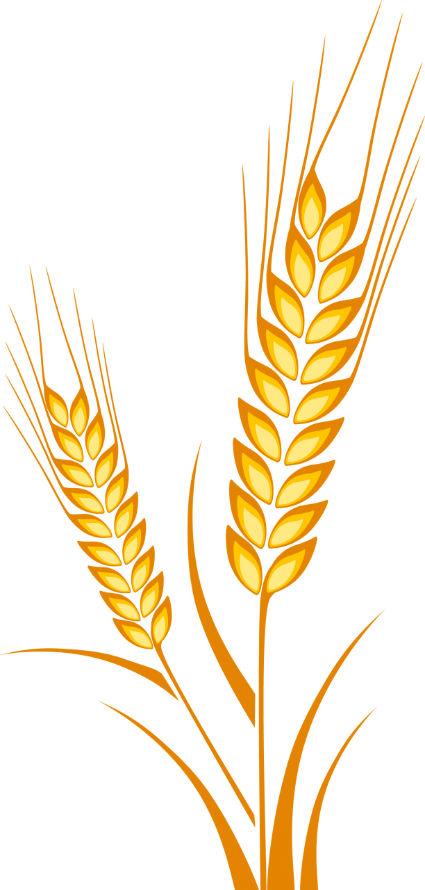 Cereal Clipart Barley Plant - Barley Drawing (612x1280)