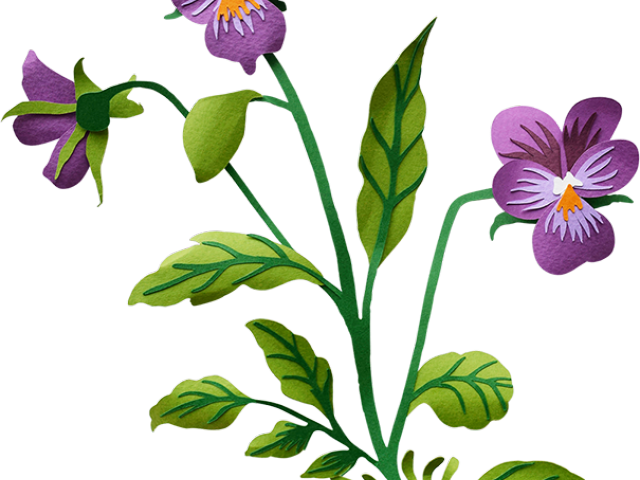 Pansy Clipart Transparent - Pansy Clipart Transparent (640x480)