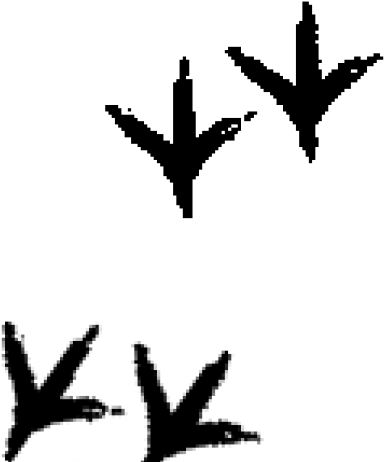 Turkey Tracks Clipart - Chicken Tracks (640x480)