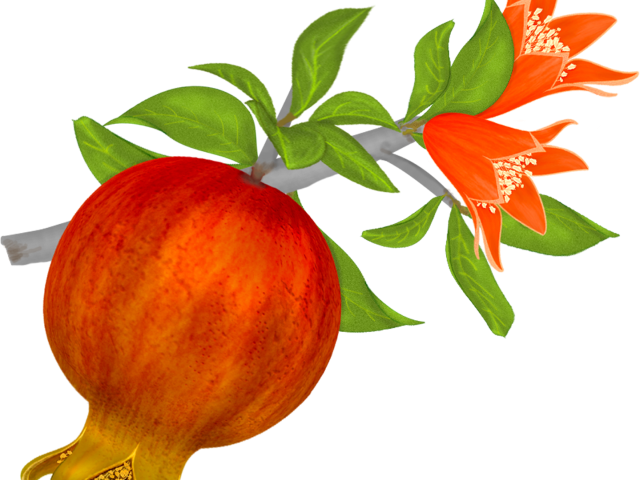 Pomegranate Clipart Border - Pomegranate Png (640x480)