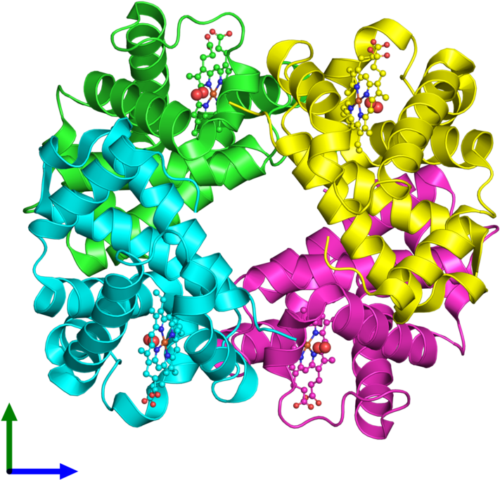 Ribbon Structure Of 1gzx - Hemoglobin (800x800)