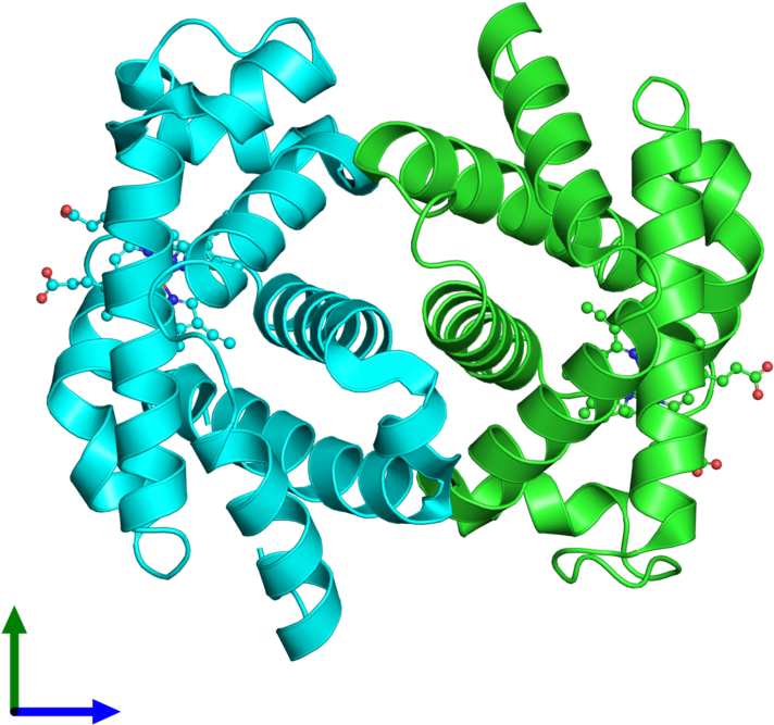Ribbon Structure Of 2hbf - Hemoglobin Subunit Beta (800x800)