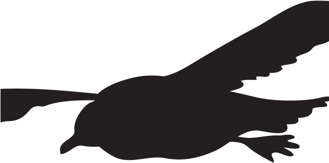 Seagull Clipart Transparent Background - Clip Art (640x480)