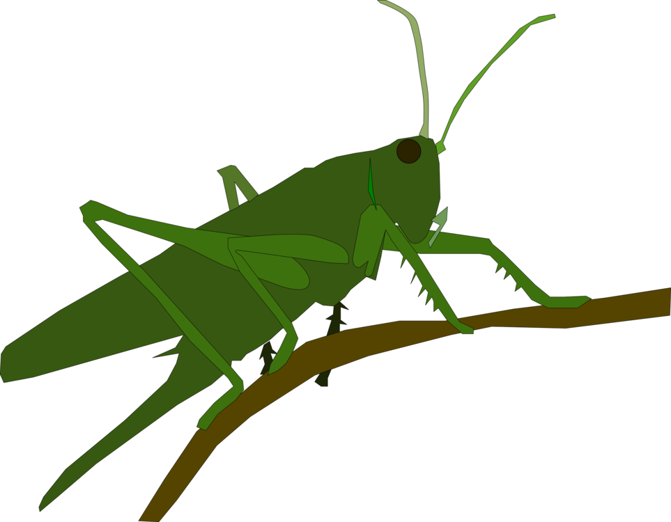 All Photo Png Clipart - Grasshopper (963x750)