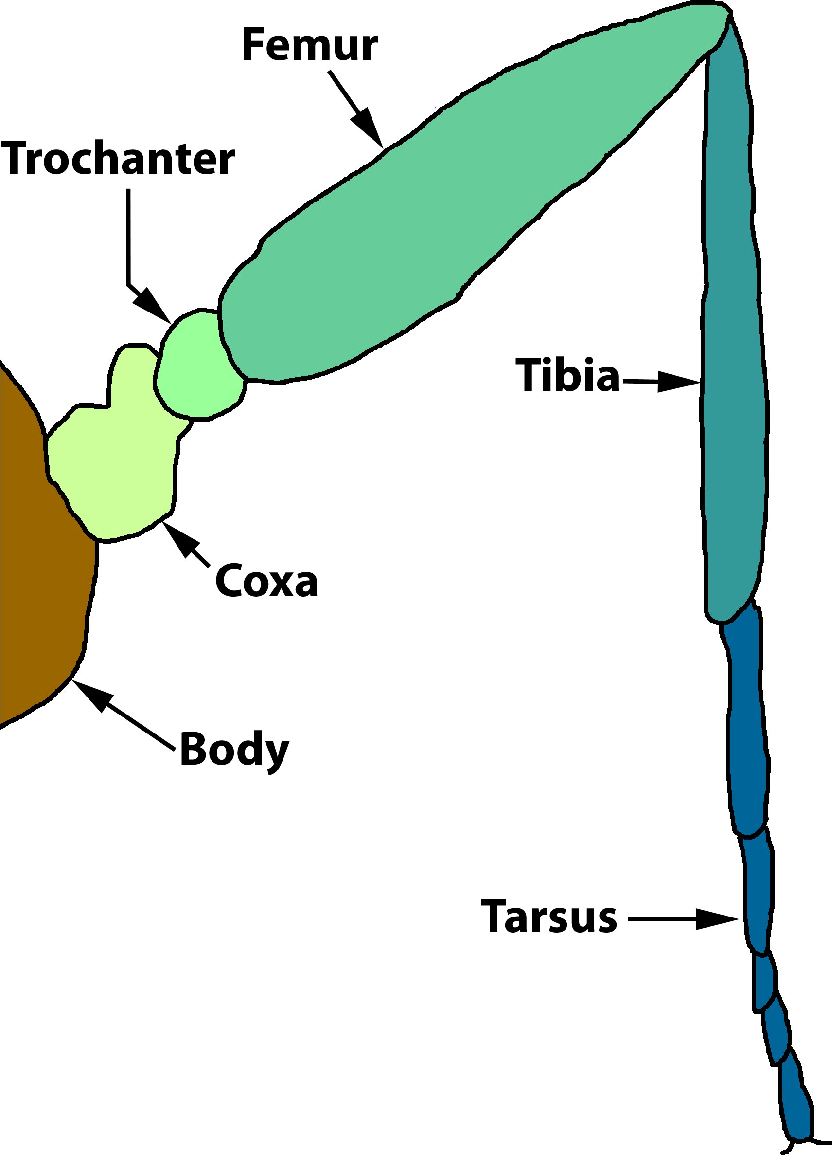 Clipart Info - Diagram Of Insect Joints (1770x2580)
