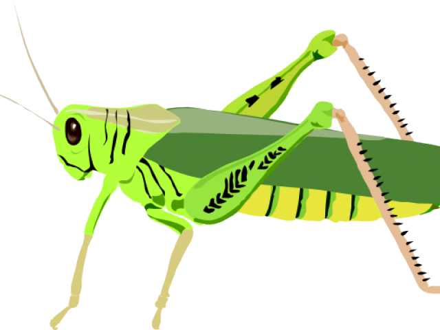 Clip Transparent Stock Grasshopper Clipart Primary - Grasshopper Clip Art (640x480)