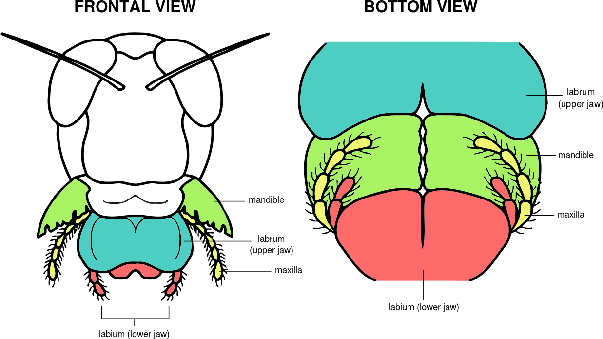 Picture Transparent Download Mouth Structure Panda - Mouth Parts Of Grasshopper (1280x819)