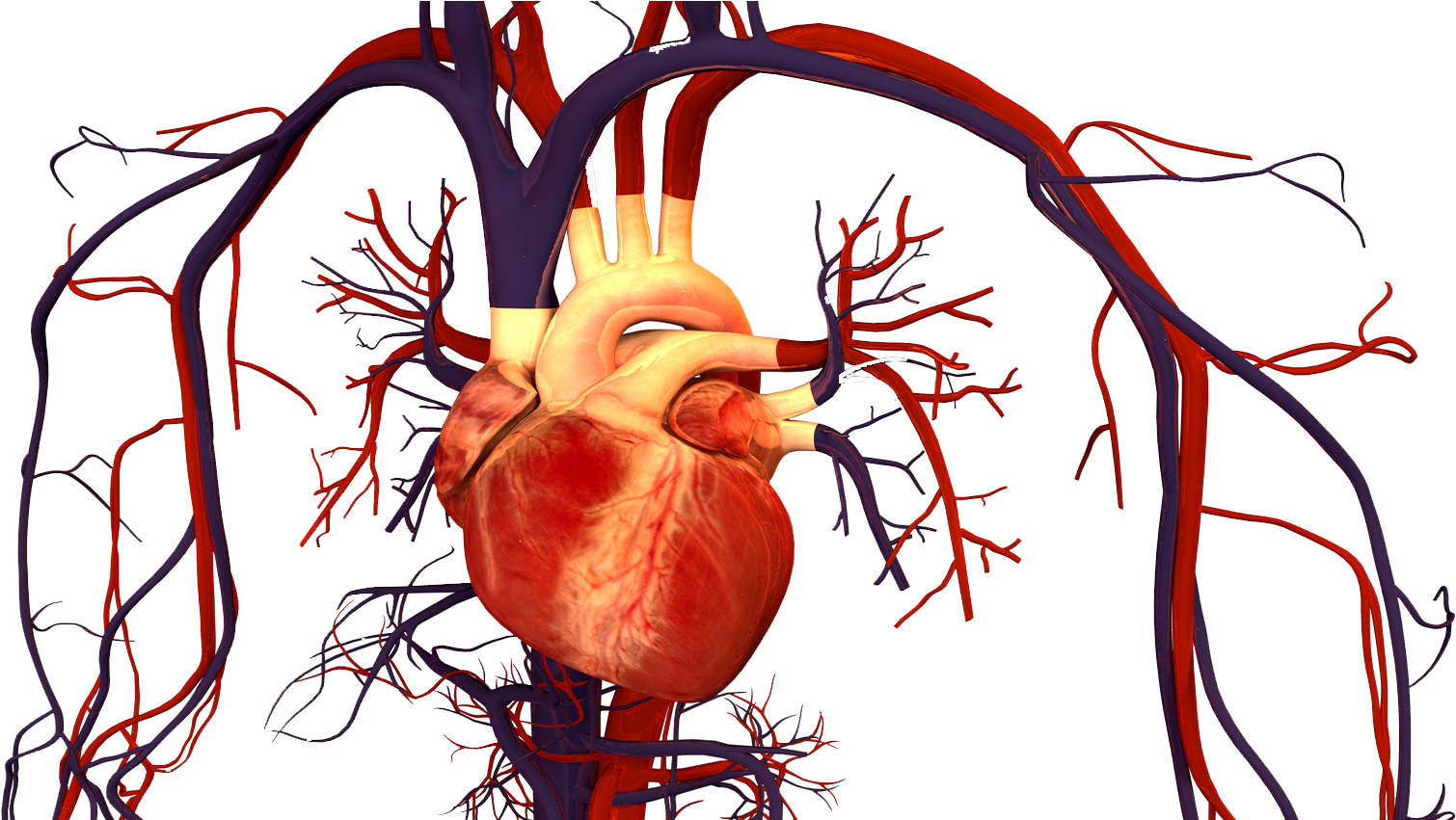 Advanced Heart Failure & Transplant Cardiology - Advanced Heart Failure & Transplant Cardiology (1920x850)