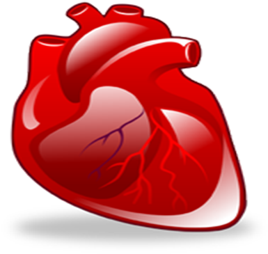 About About - Сердце Орган Пнг (570x400)