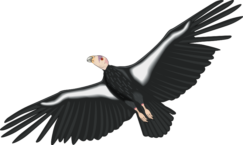 Condor Clipart Bird - Condor Clip Art (800x477)