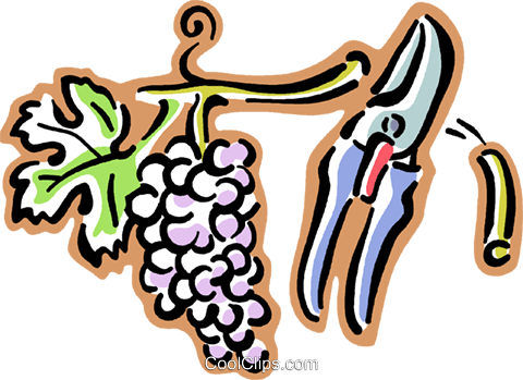 Grapes On A Grape Vine Royalty Free Vector Clip Art - Clip Art (480x349)