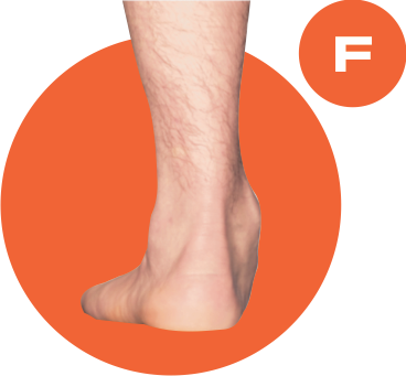 Clip Art Library Download Ankle Drawing Human Foot - Poster (368x341)