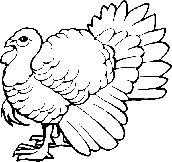 Clipart Turkey Coloring Page - Easy Wild Turkey Drawings (600x568)