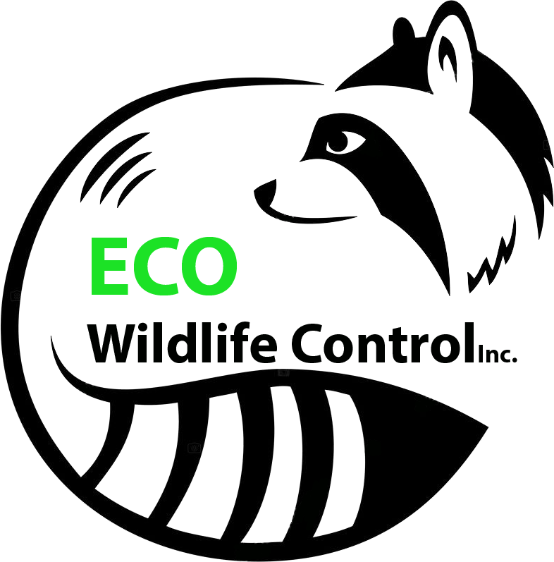 Raccoon Logo (786x797)