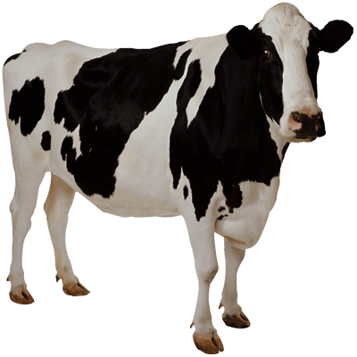 Cow Transparent Background Image ~ Free Png Images - Cow With Clear Background (400x400)