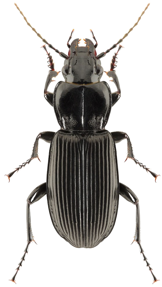Black Beetle Png Clipart - Bark Beetle Arizona (683x1024)