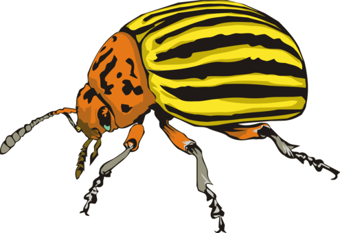 Ladybird Beetle Weevil Scarabs Colorado Potato Beetle - Potato Beetle Legs (495x340)