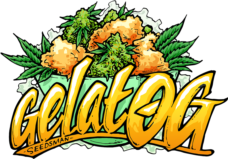 Og Is The Culmination Of Bringing Together Two Much - Gelat Oh Kush (800x570)