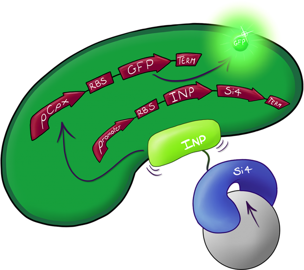 The Culmination Of The Leeds 2013 Igem Project, A System - Plan B (1024x912)