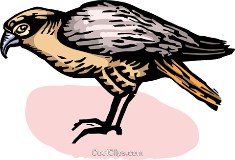 Falcons Royalty Free Vector Clip Art Illustration - Red Shouldered Hawk (480x327)