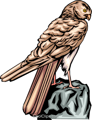 Falcon Royalty Free Vector Clip Art Illustration - Falcon Vector (367x480)