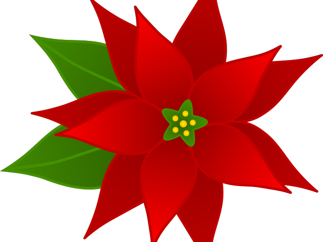 Flowers Borders Clipart Christmas - Flor De Navidad Dibujo (640x480)