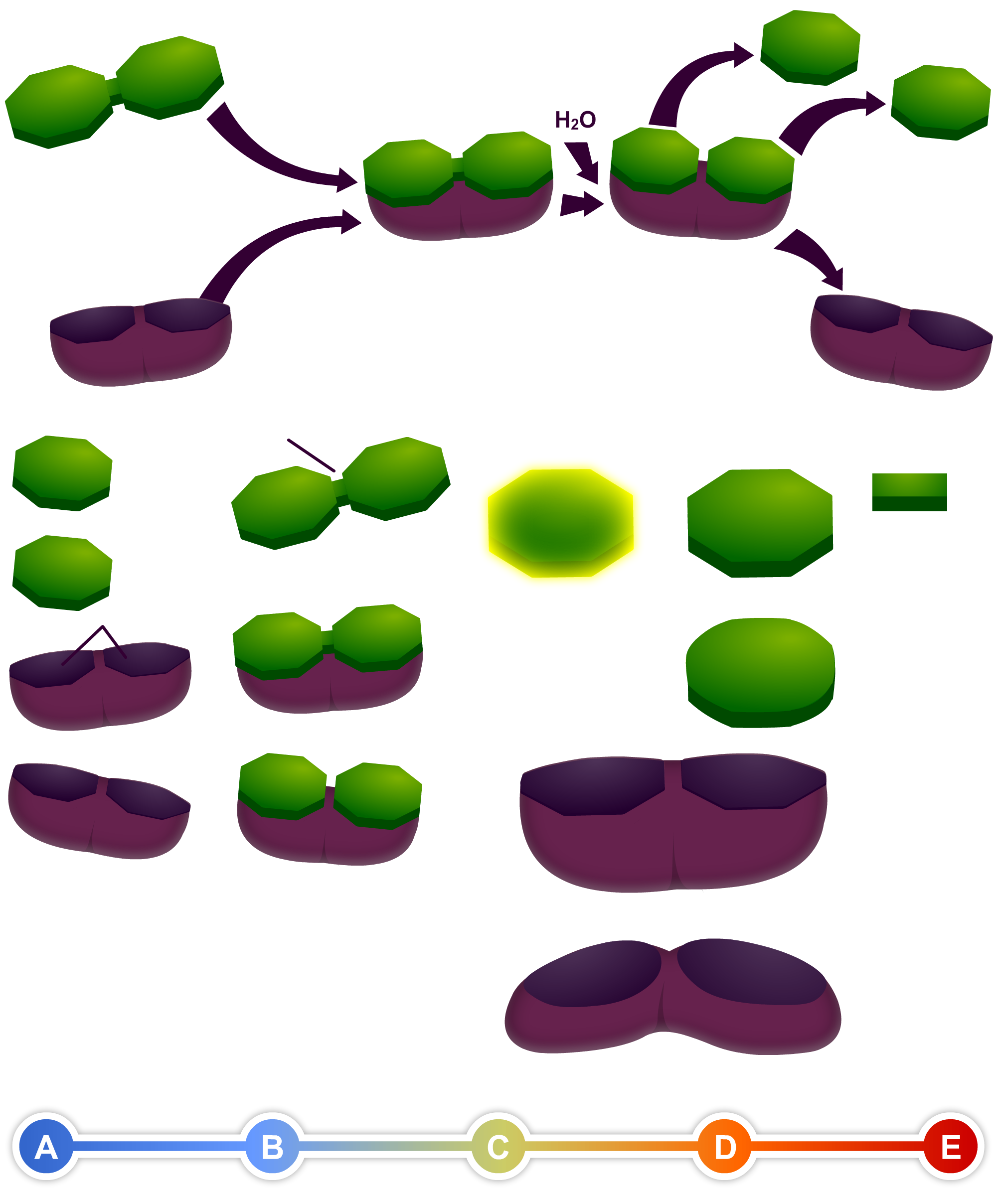 Catabolic Reaction - Catabolic Reaction (2000x2400)