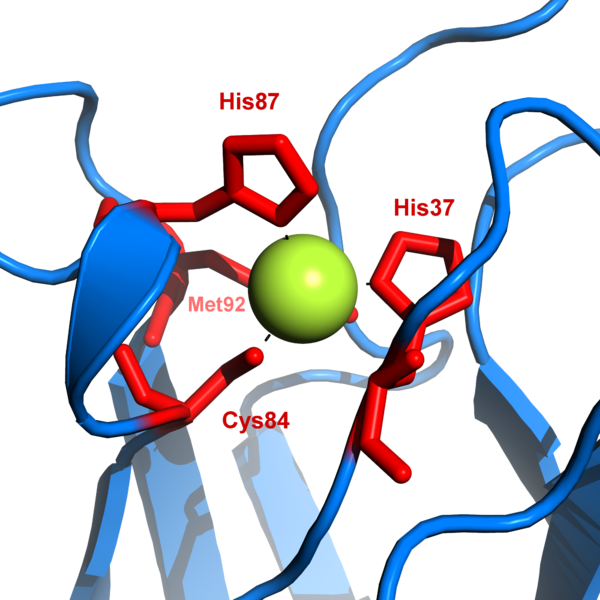 Proteins Produced By The Bacteria Pyrococcus Furiosus - Plastocyanin Structure (600x600)