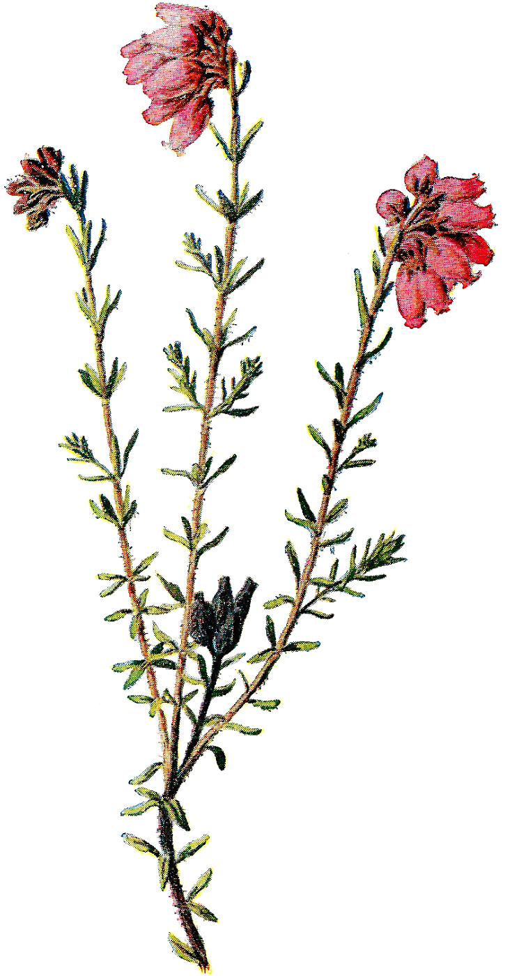 Vintage Scrapbooking Wildflower Clip Art Of Flower - Vintage Wildflower (982x1600)