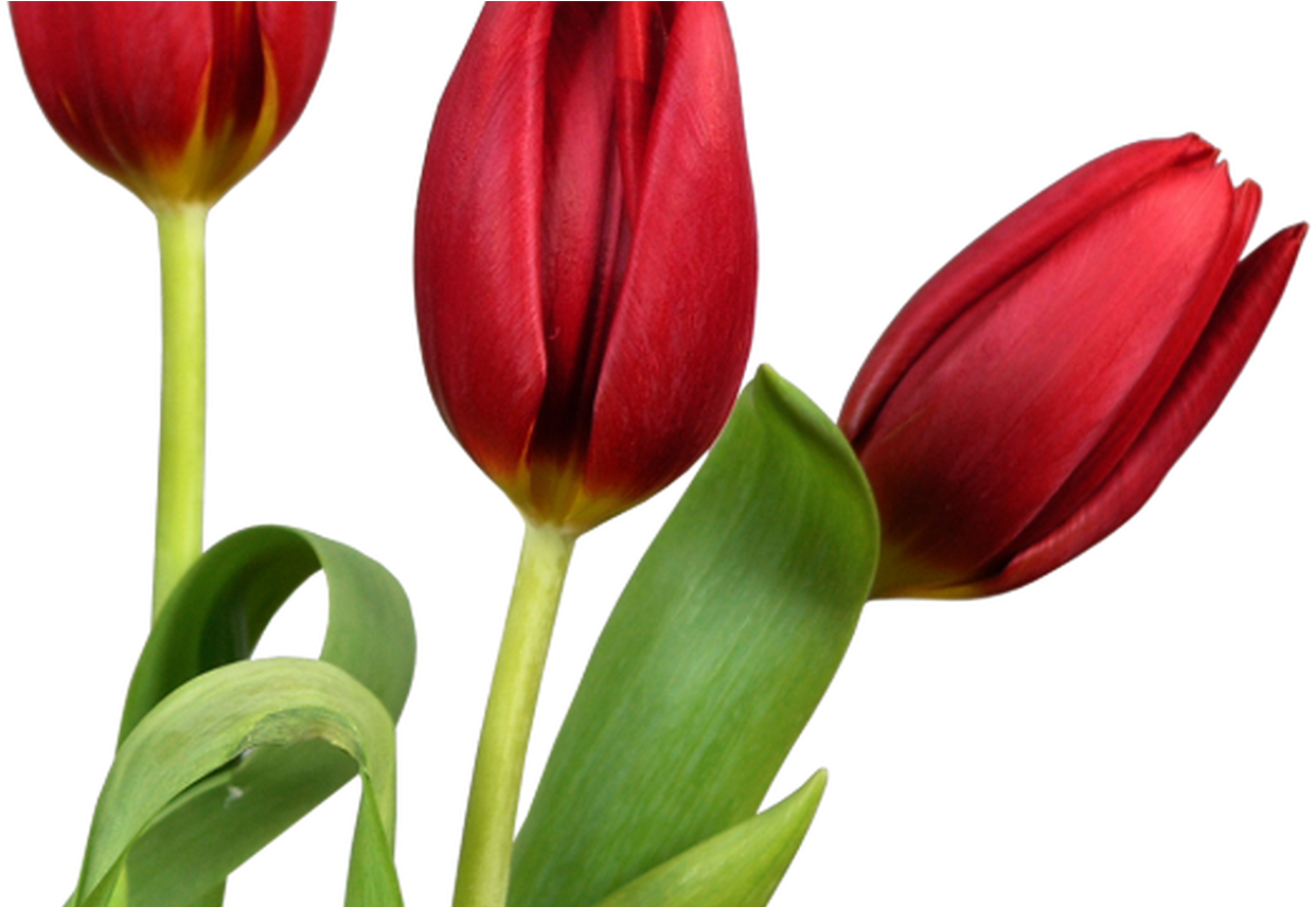 Transparent Tulips Png Flowers Clipart Clipart Pinterest - Transparent Tulips Png Flowers Clipart Clipart Pinterest (1242x856)