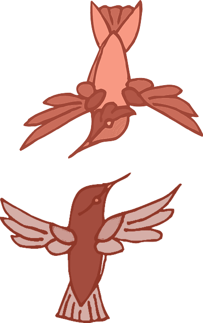 Image Library Download Hummingbird Clipart In Flight - Image Library Download Hummingbird Clipart In Flight (800x1270)