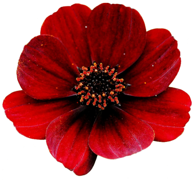 Fresh Gypsy - Transparent Flowers Tumblr Red (400x368)