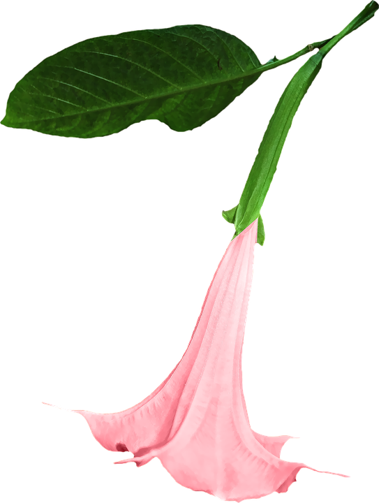 Datura, Png, Flower, Clipping, Graphics - Datura Png (966x1280)
