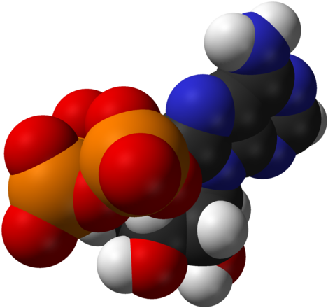 Atp Molecule Png (635x599)