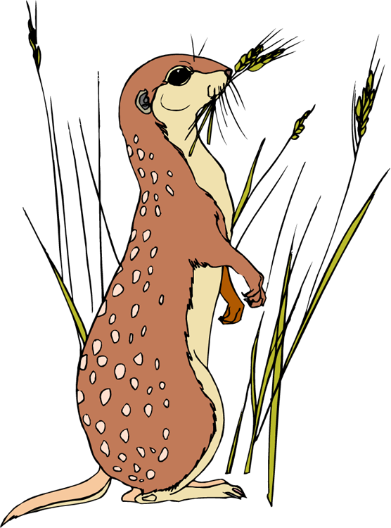 Animiertes Erdmaennchen Bild - Meerkat Coloring Pages (556x750)