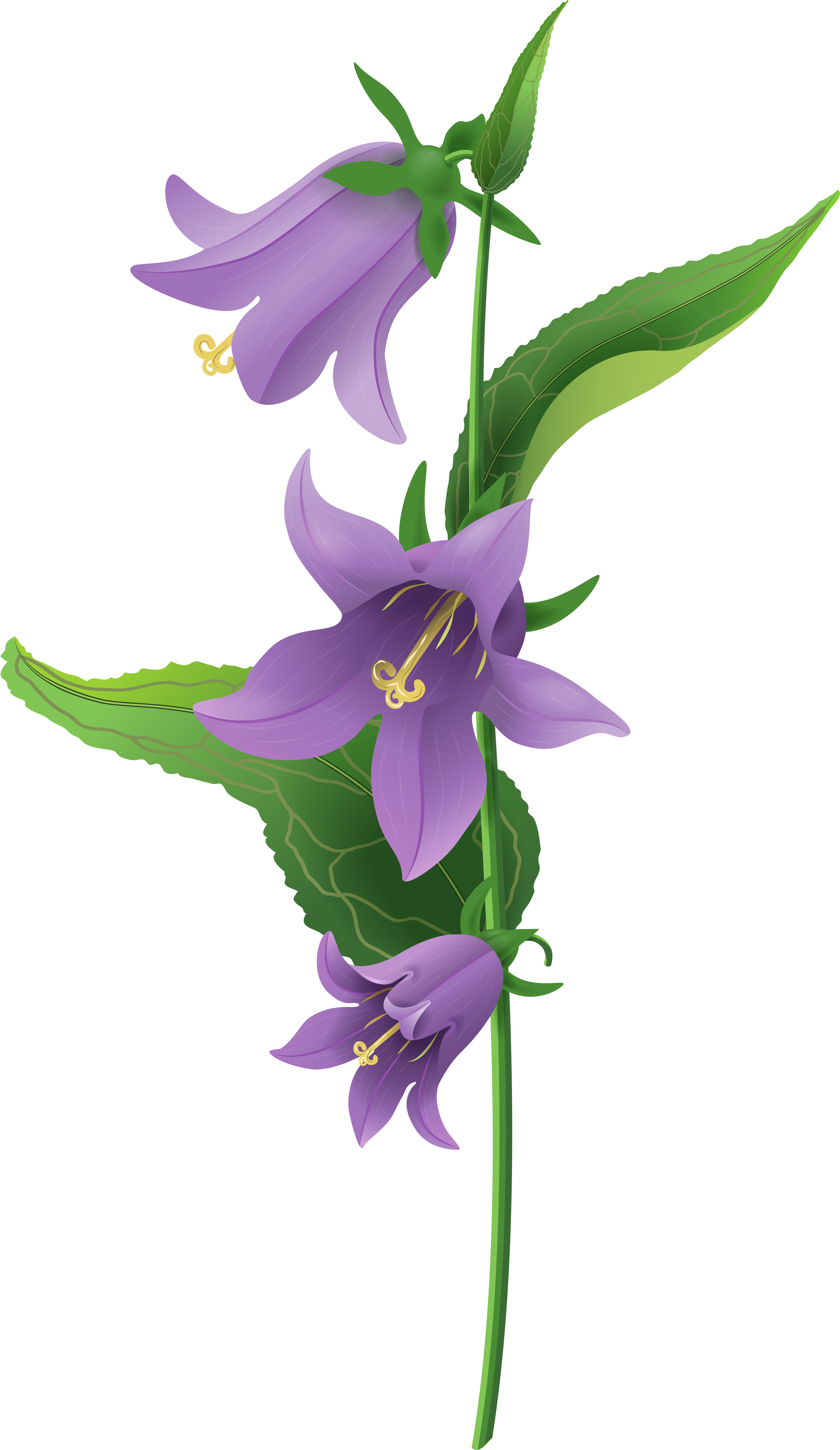 Wild Purple Bell Flower Png Clip Art Image - Bell Flower Clipart Png (4743x8000)