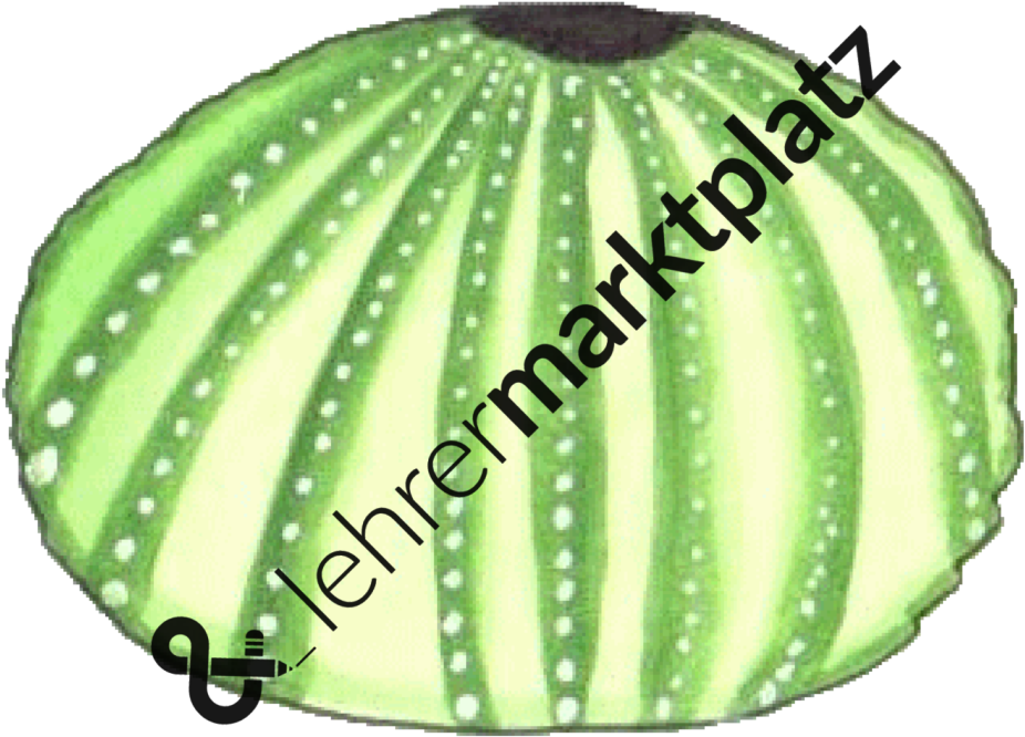 ‹ › - Pattypan Squash (1007x800)