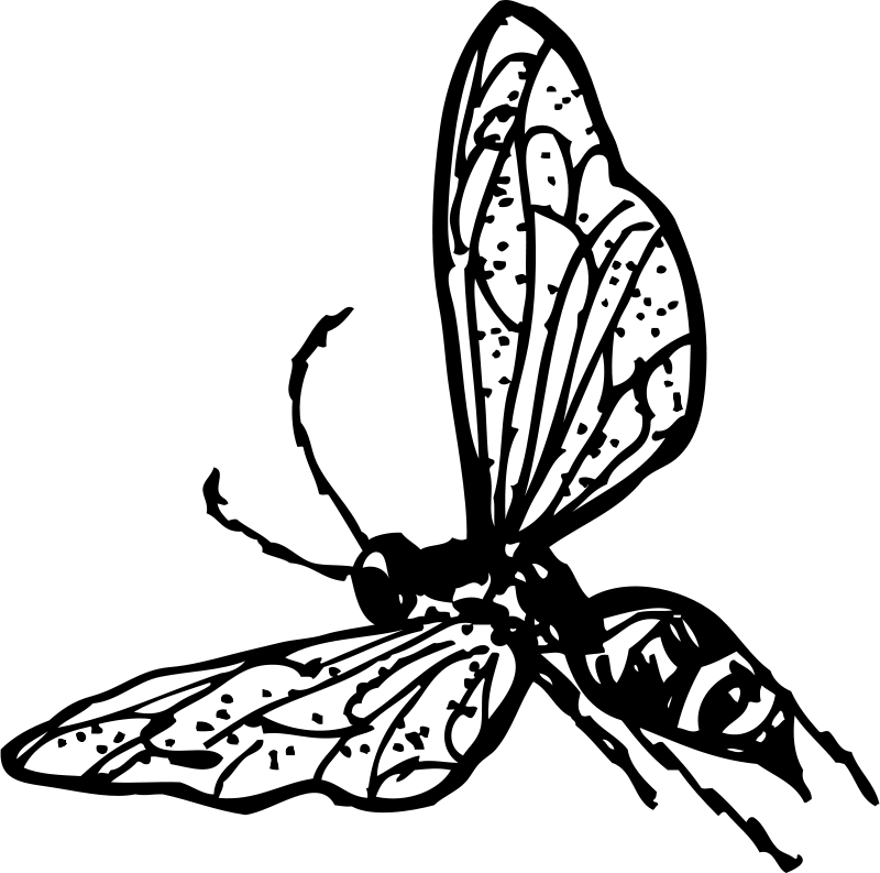 Get Notified Of Exclusive Freebies - Wasp Clip Art (800x793)