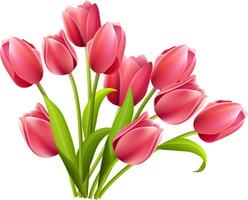 Тюльпаны [преобразованный] - Flower Png (500x404)