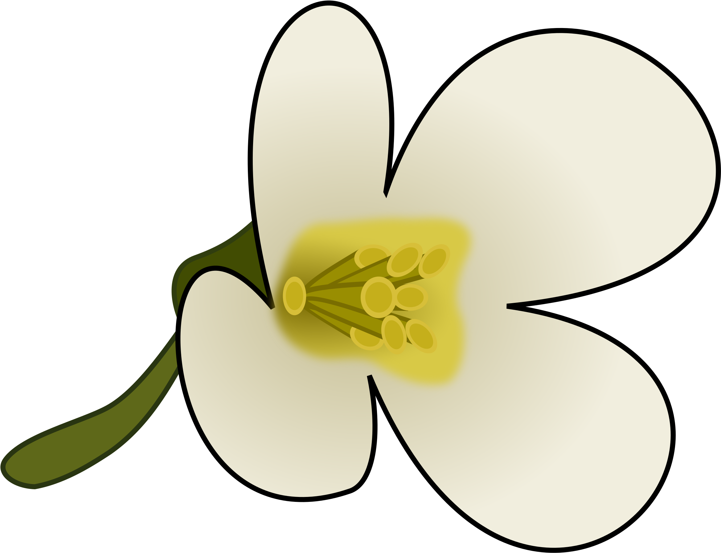 Arabidopsis Flower (2400x2400)